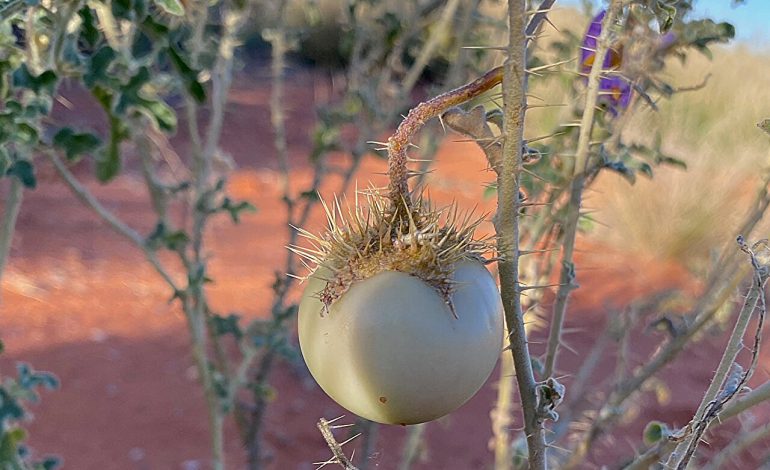 Landscape effects of hunter-gatherer practices reshape idea of agriculture