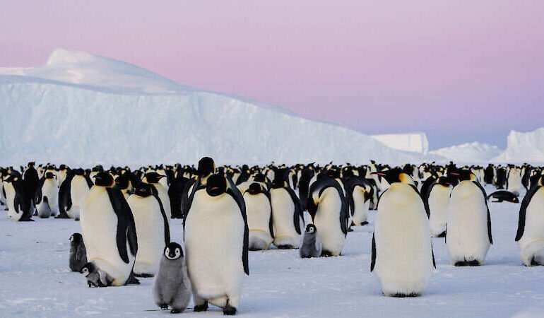 Satellite images track the challenges faced by emperor penguins in their fight for survival.