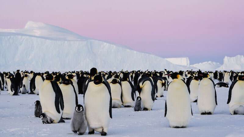 Satellite images track the challenges faced by emperor penguins in their fight for survival.