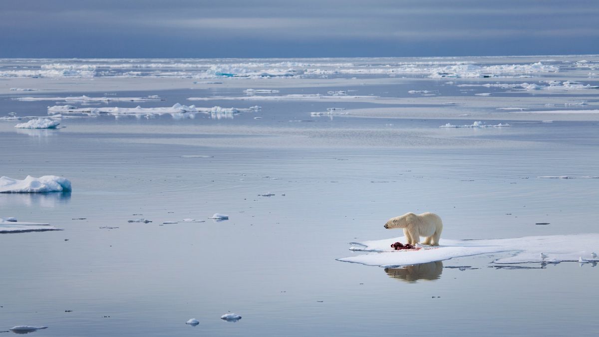 ‘Worrying turning point for the Earth’: The Arctic Ocean may experience its first ice-free day in just three years, according to a concerning study.